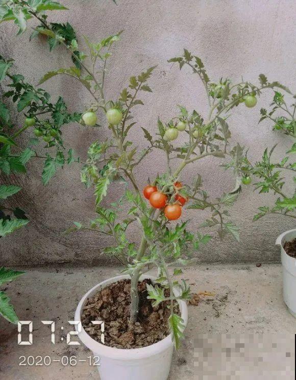 西红柿、玉米……埋土里，7天长成小森林，结出果子一大筐！