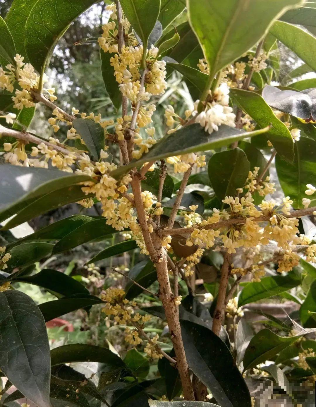 桂花秋天必须养，满树金黄，香飘四溢，不养吃亏了！