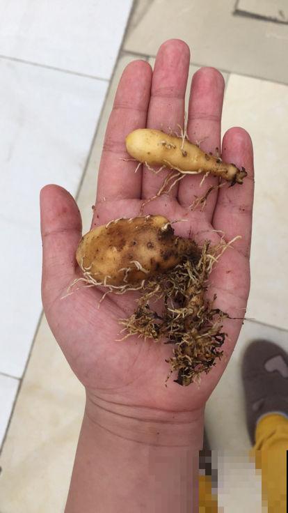 山药切一段，塞土里浇透水，七天长成小森林