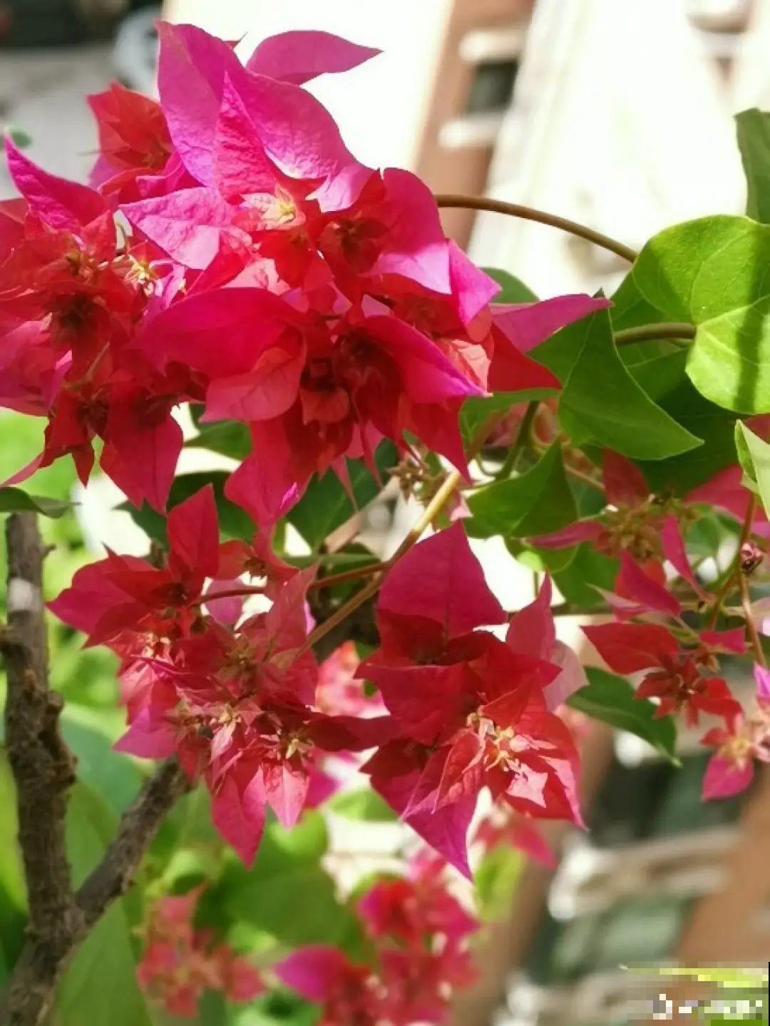 6种花开花就像假的,花期还特长,凑近一看才能辨别 6种花开花就像假的,花期还特长,凑近一看才能辨别