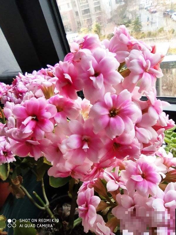 9月份逛花市,10块钱就能入手的花,赶紧养起来吧 9月份逛花市,10块钱就能入手的花,赶紧养起来吧