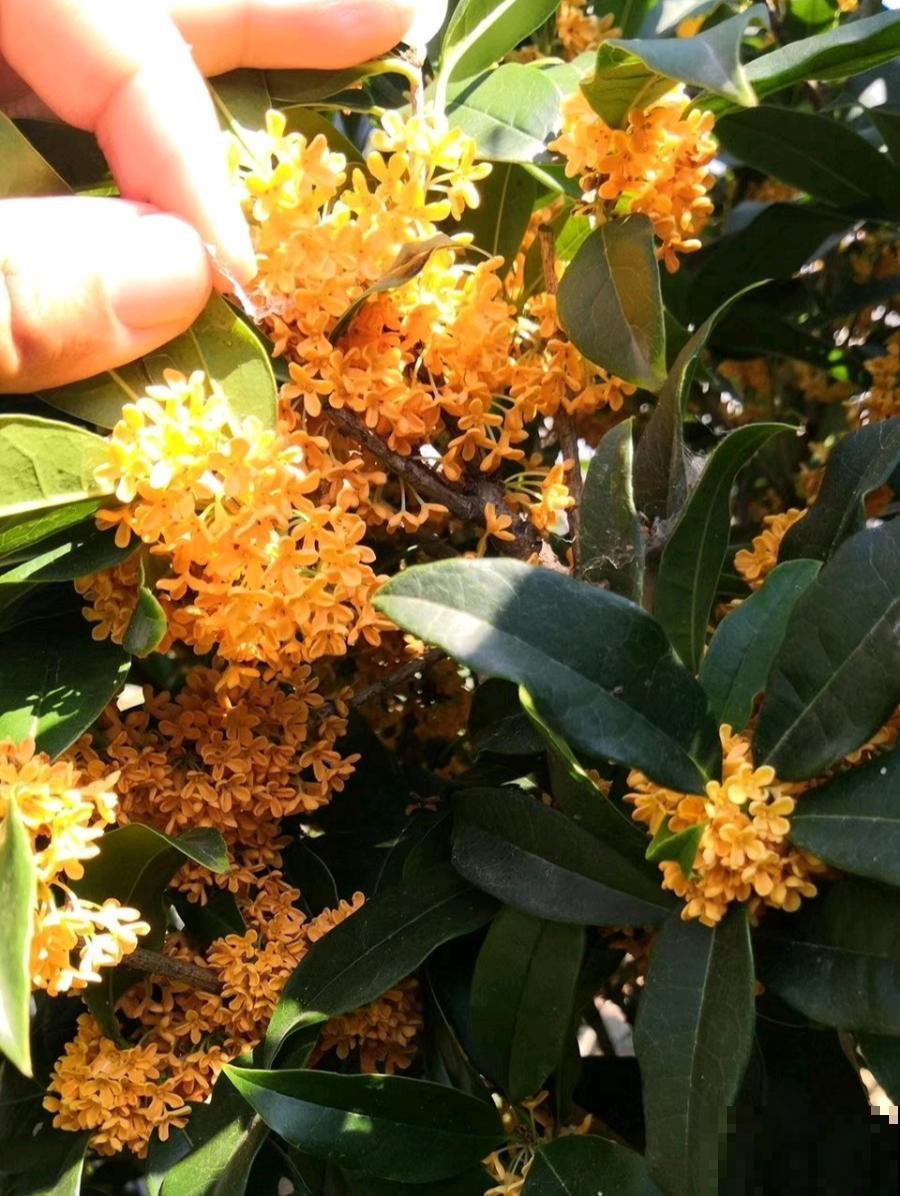 桂花秋天必须养，满树金黄，香飘四溢，不养吃亏了！