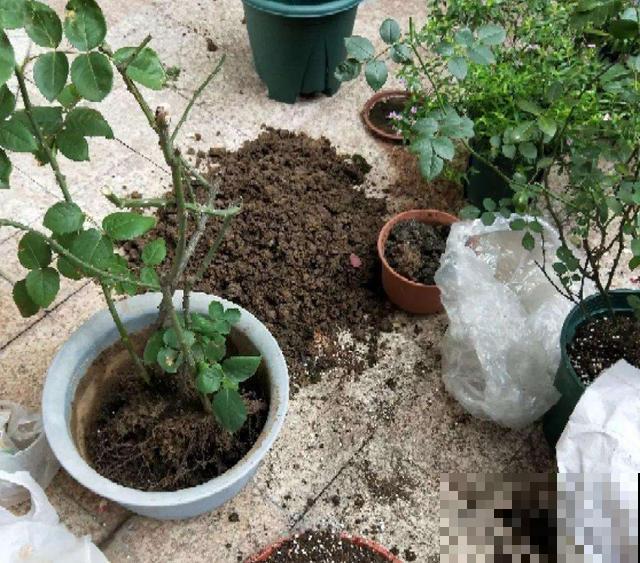 5种错误养花法,招招“致命”,看你有没有中 5种错误养花法,招招“致命”,看你有没有中