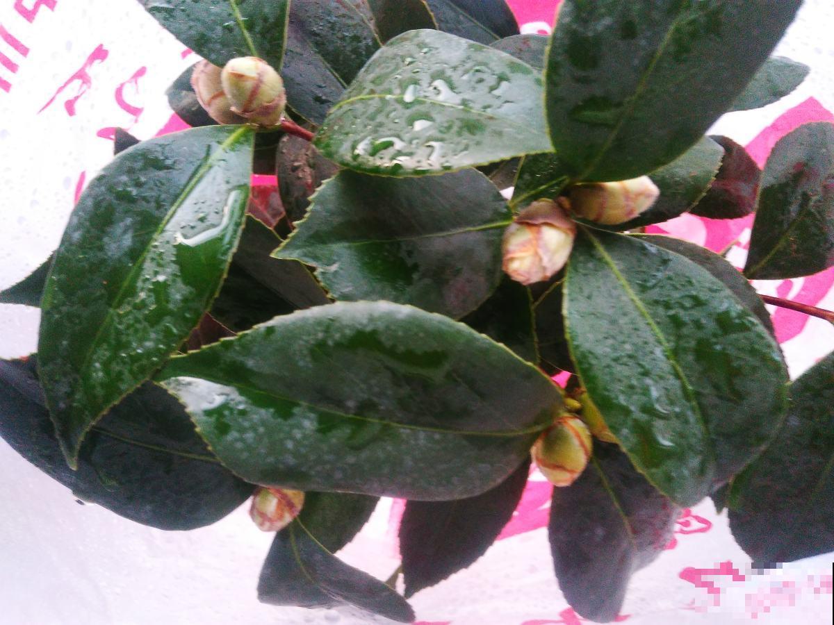 塑料袋可是养花好东西，拿来套花盆，花长得更加油亮