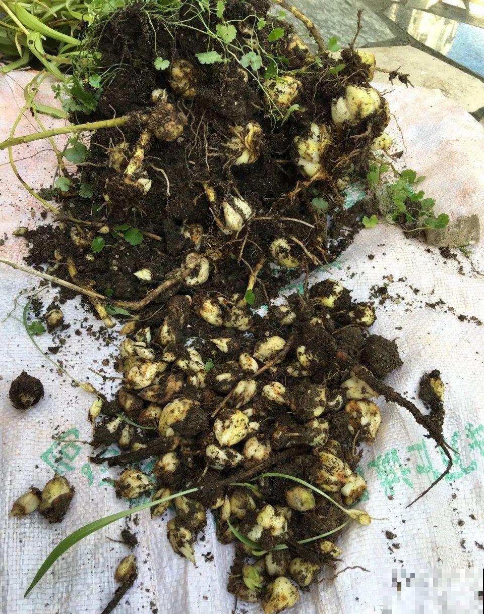 种花赚钱？要是有块地，真的发财了！