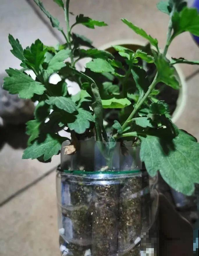 扦插有啥难？1根吸管，插活6盆花，太简单了！