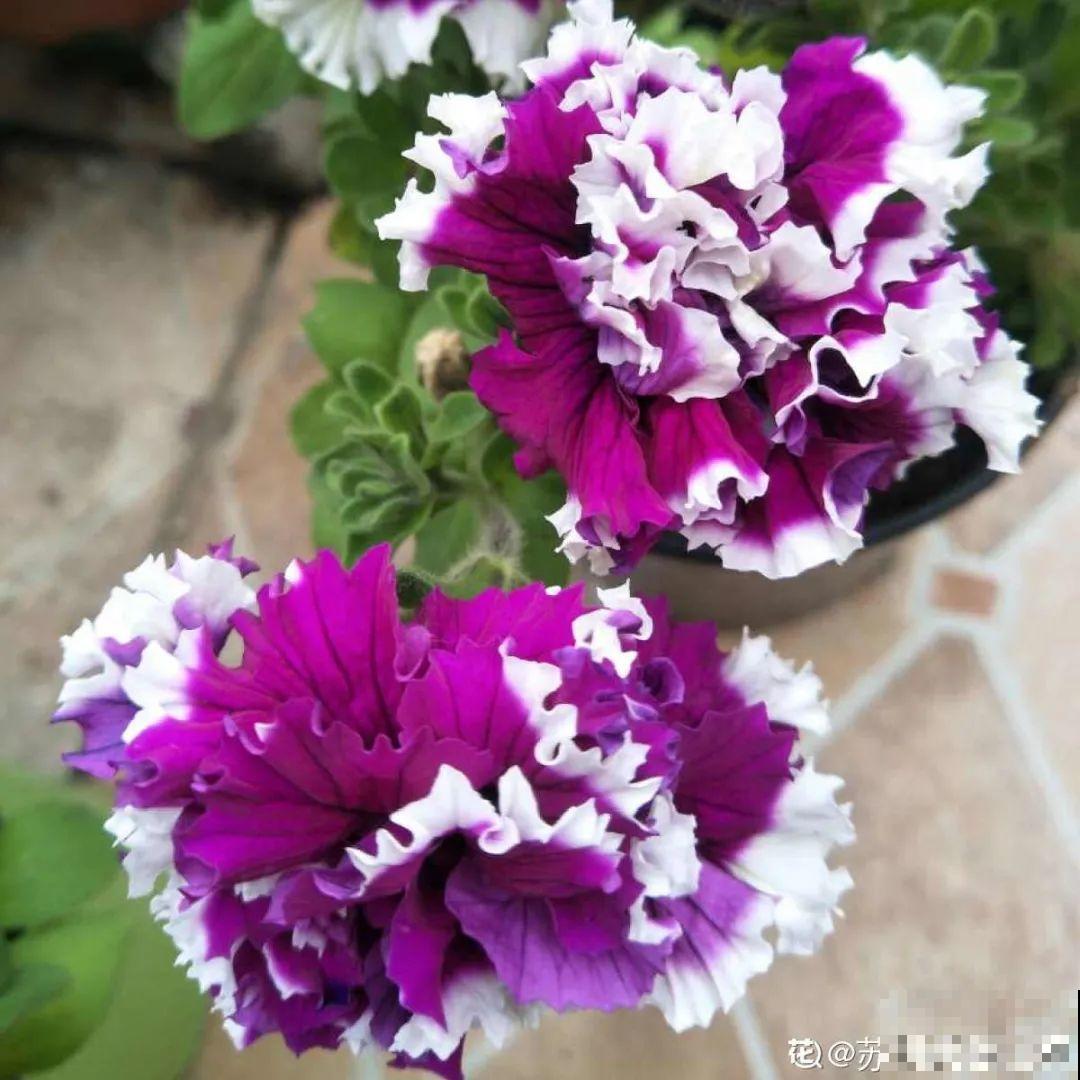 看图猜花名，100道题，测你的养花天分！