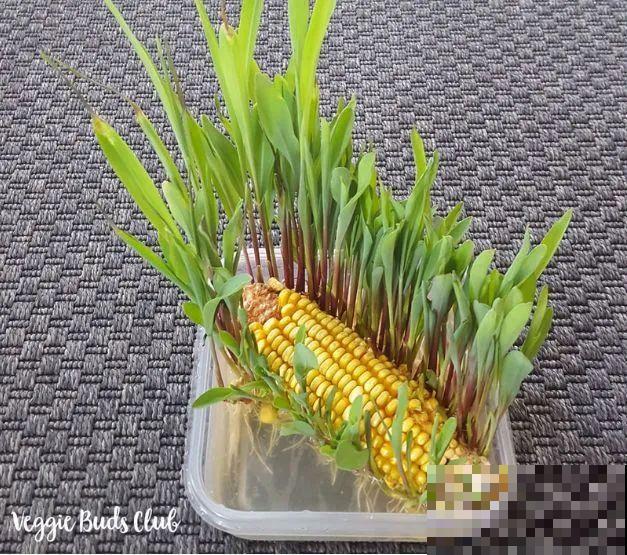 玉米掰一半，泡水里长成绿植，比花还美