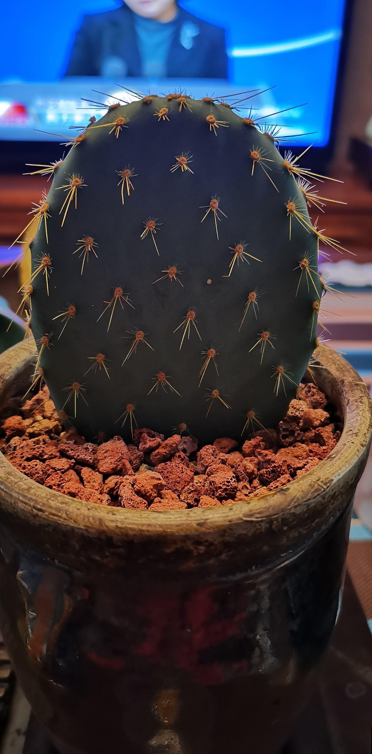 摆上这些北欧风的网红植物,家里想不高大上都难! 摆上这些北欧风的网红植物,家里想不高大上都难!