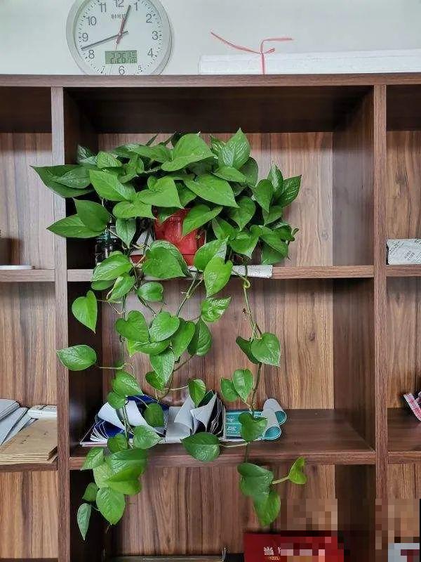 都说这花很好养,为啥还是养死了?就是因为管不住手! 都说这花很好养,为啥还是养死了?就是因为管不住手!