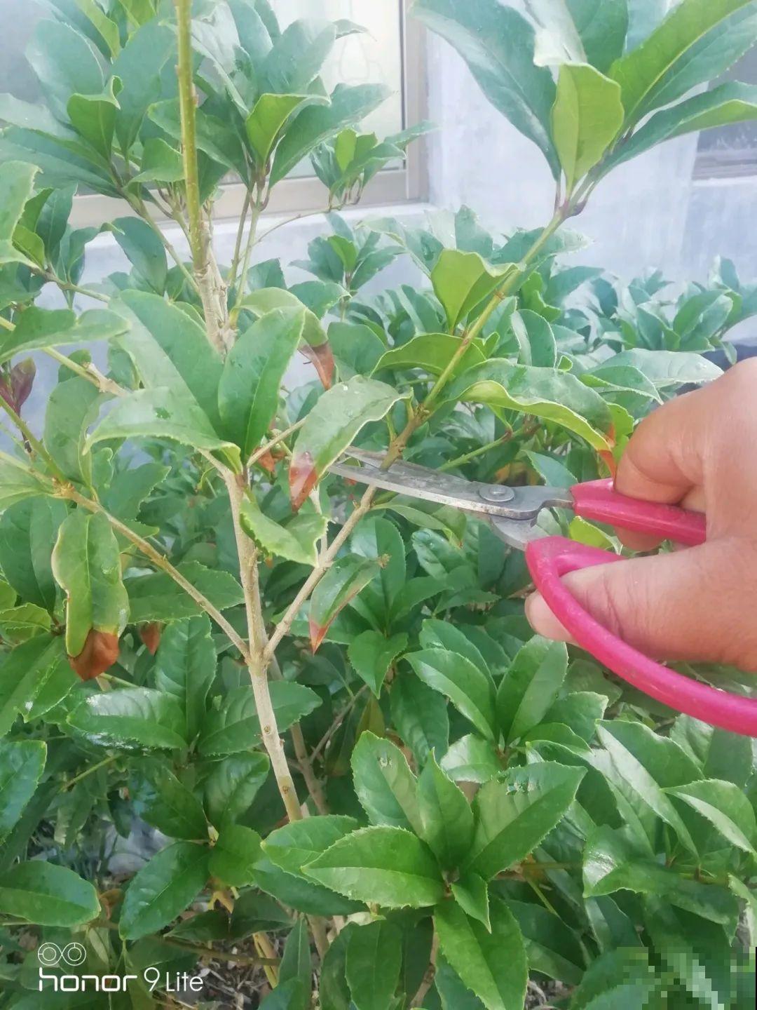 桂花秋天必须养，满树金黄，香飘四溢，不养吃亏了！