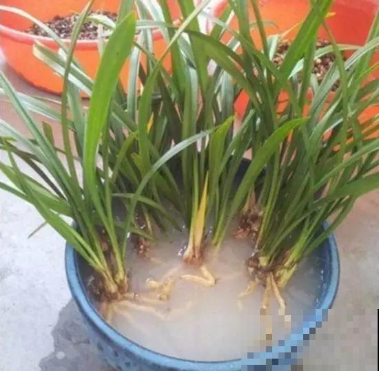 8种花换盆,换好了生一堆,换错立马死! 8种花换盆,换好了生一堆,换错立马死!