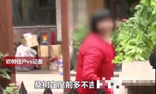 白色蜀葵竟被拦腰折断,说是因为颜色不吉利,真无语! 白色蜀葵竟被拦腰折断,说是因为颜色不吉利,真无语!