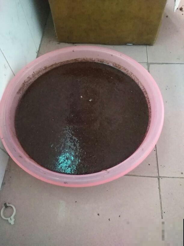 秋天养多肉,盆里扔点小东西,状态恢复快 秋天养多肉,盆里扔点小东西,状态恢复快