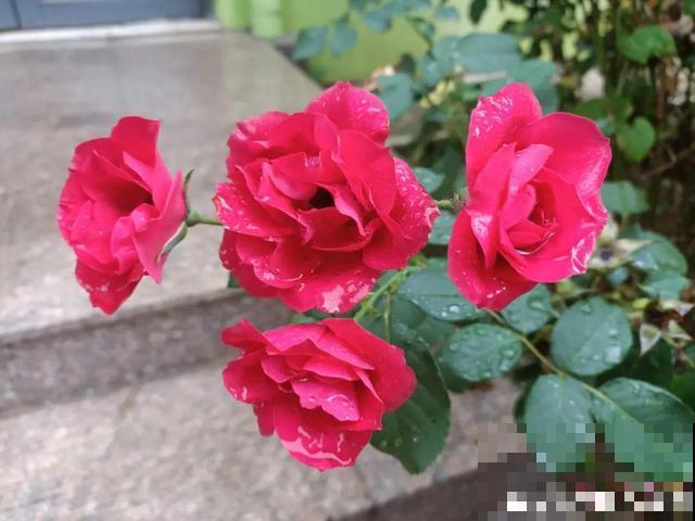 20种花，天凉了赶紧剪，来年开花有多又艳！