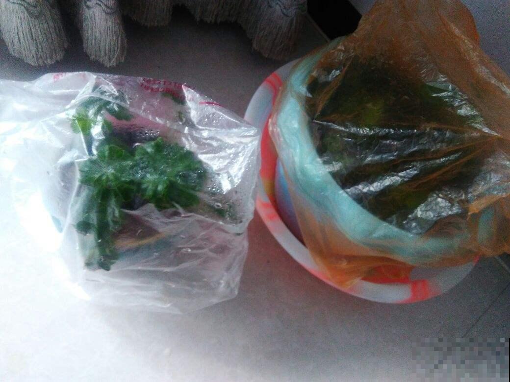 塑料袋可是养花好东西，拿来套花盆，花长得更加油亮