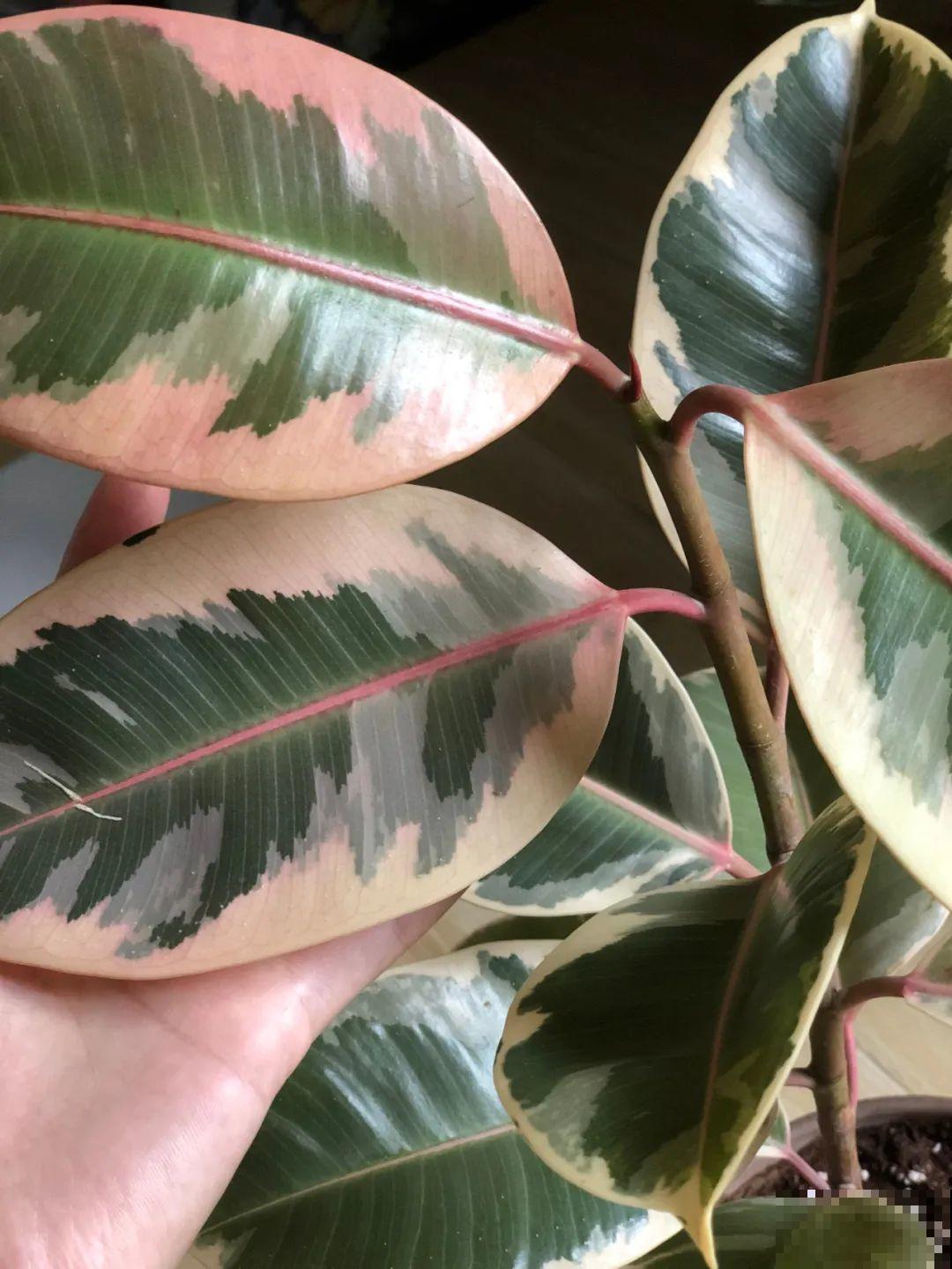 秋天养10种花，个个美得像油画，特别上档次！