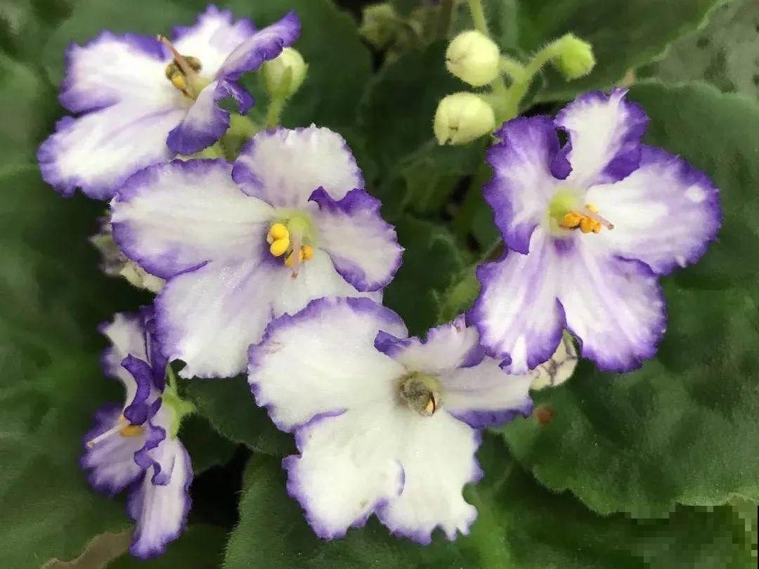 绿萝养腻了,换成非洲紫罗兰,1年有10个月花期! 绿萝养腻了,换成非洲紫罗兰,1年有10个月花期!