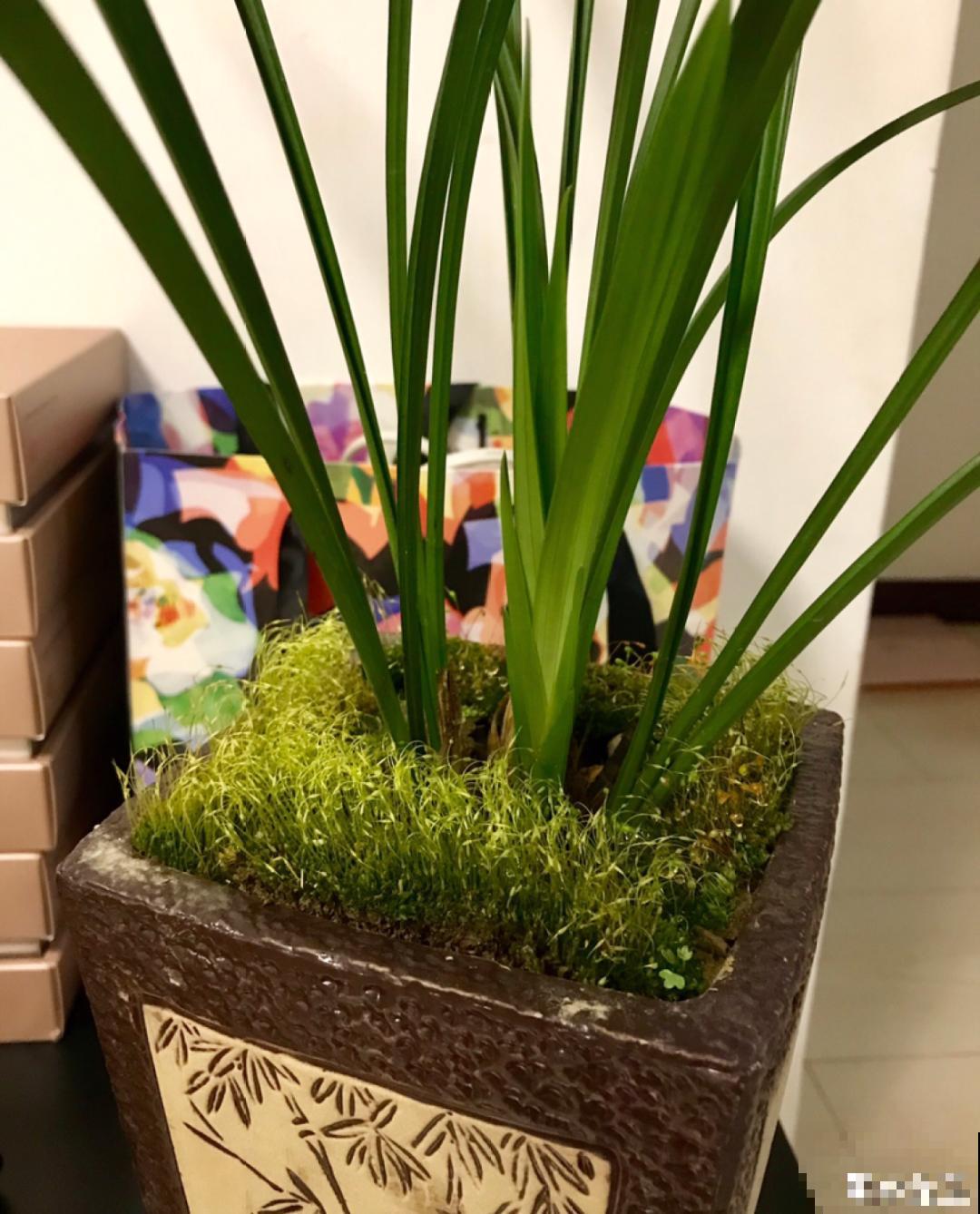 盆面冒杂草，到底拔不拔？