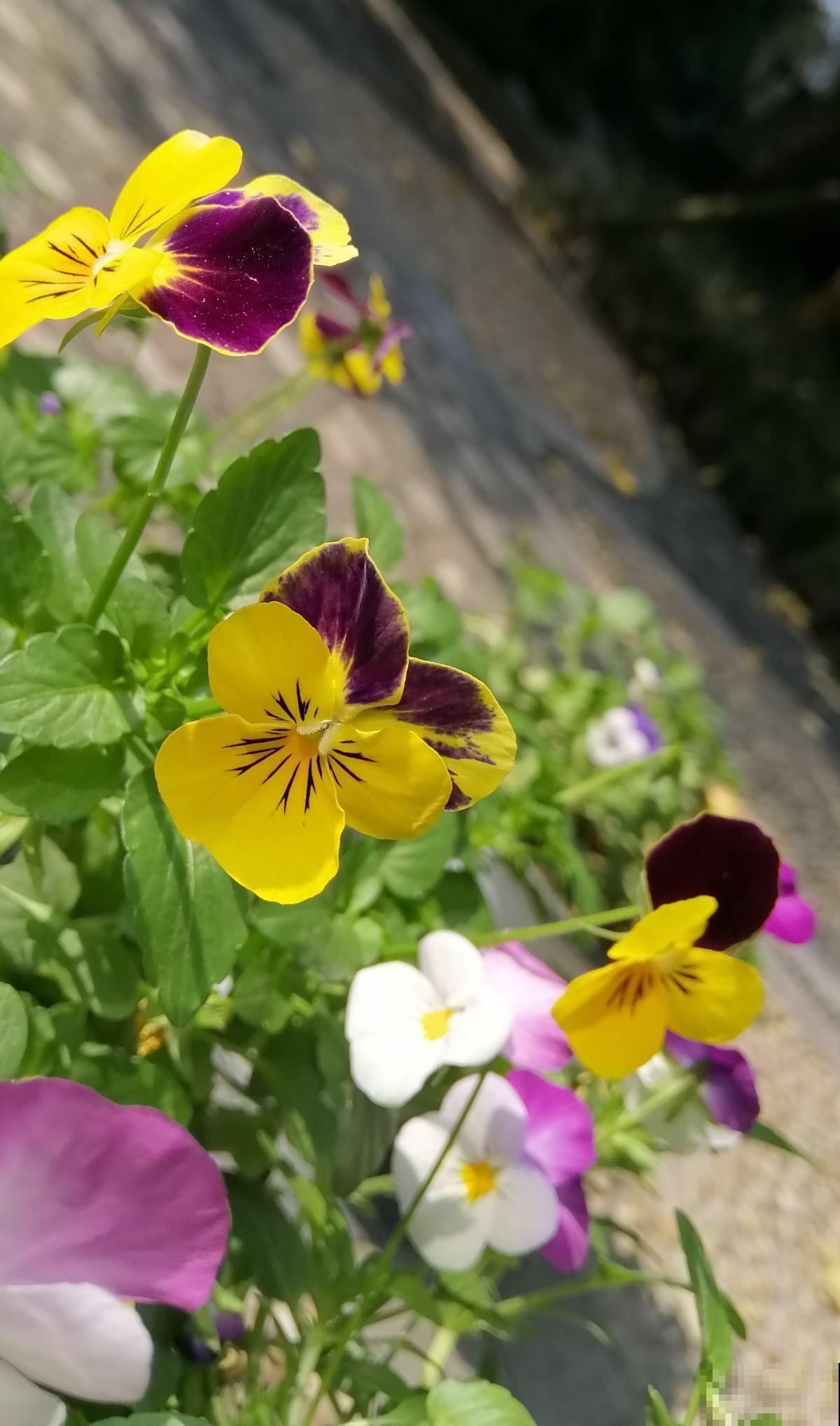 秋季养花大合集，30种花，你想要的我全有！