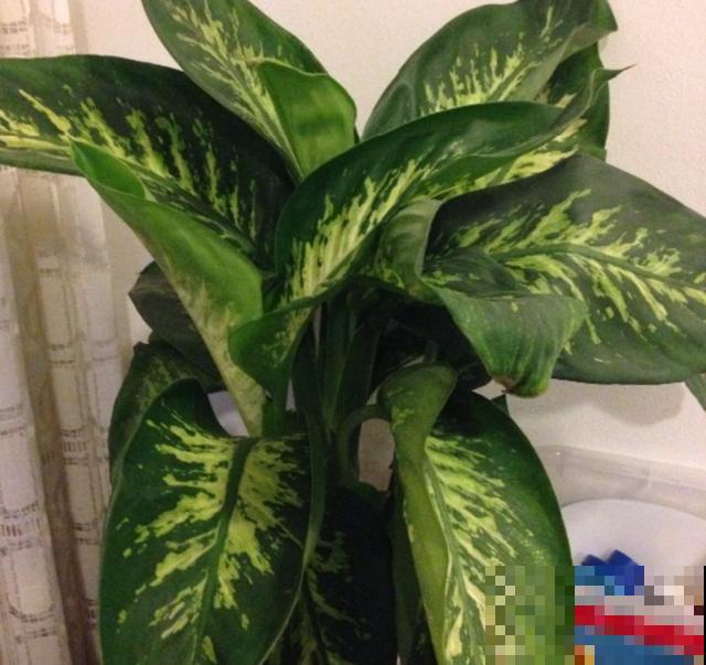 绿植“贵族”银皇后,净化空气超棒,烟友必备! 绿植“贵族”银皇后,净化空气超棒,烟友必备!