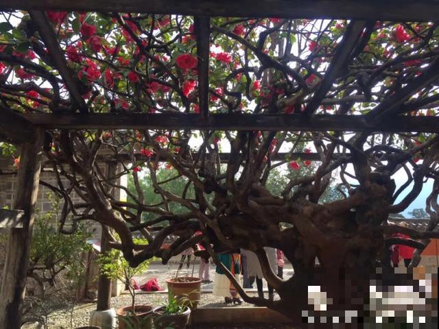 寿命最长的花，10岁养到100岁，够你养一辈子！