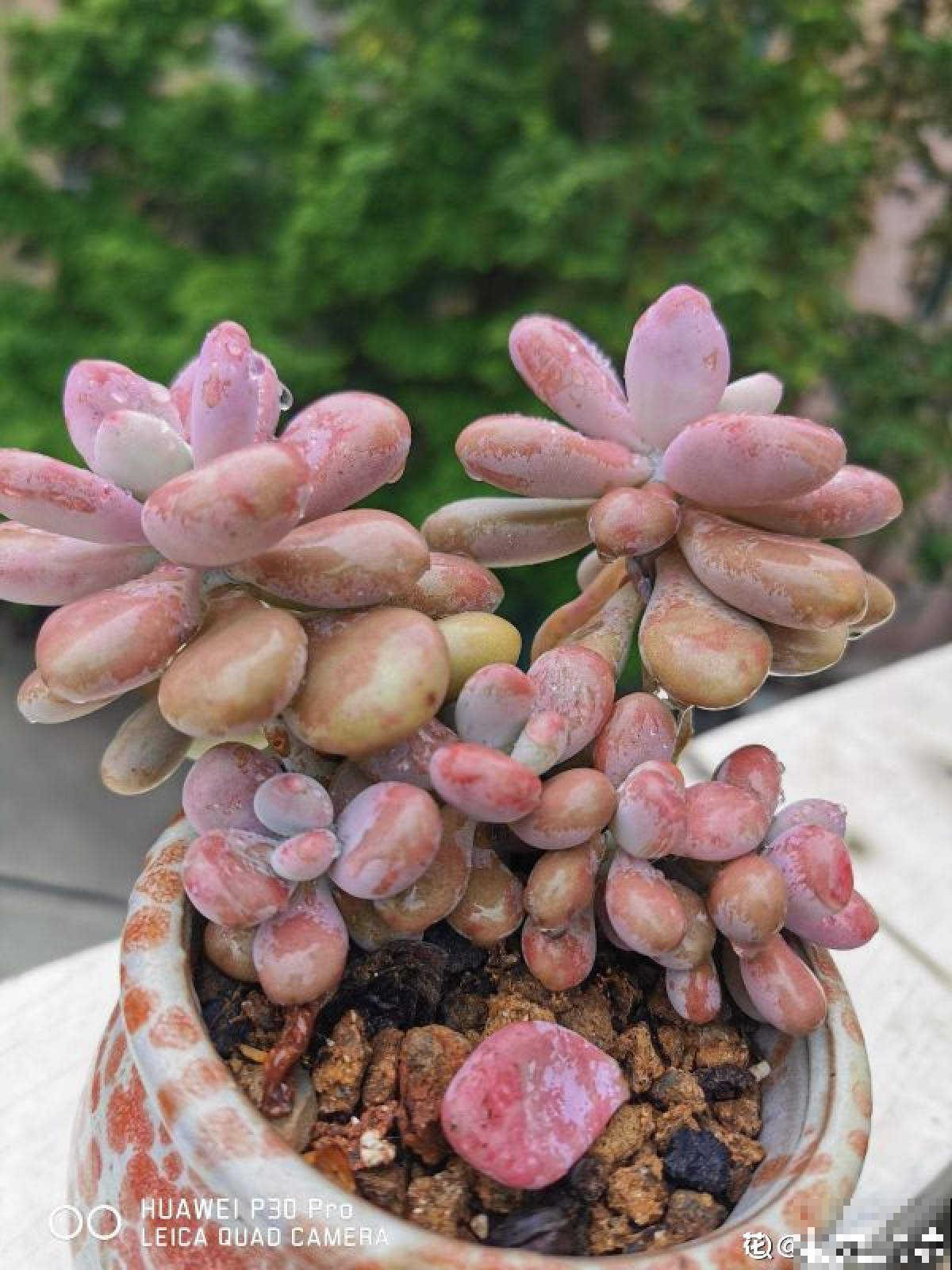 秋天养桃蛋,多晒太阳少浇水,长成胖乎乎的肉墩子 秋天养桃蛋,多晒太阳少浇水,长成胖乎乎的肉墩子