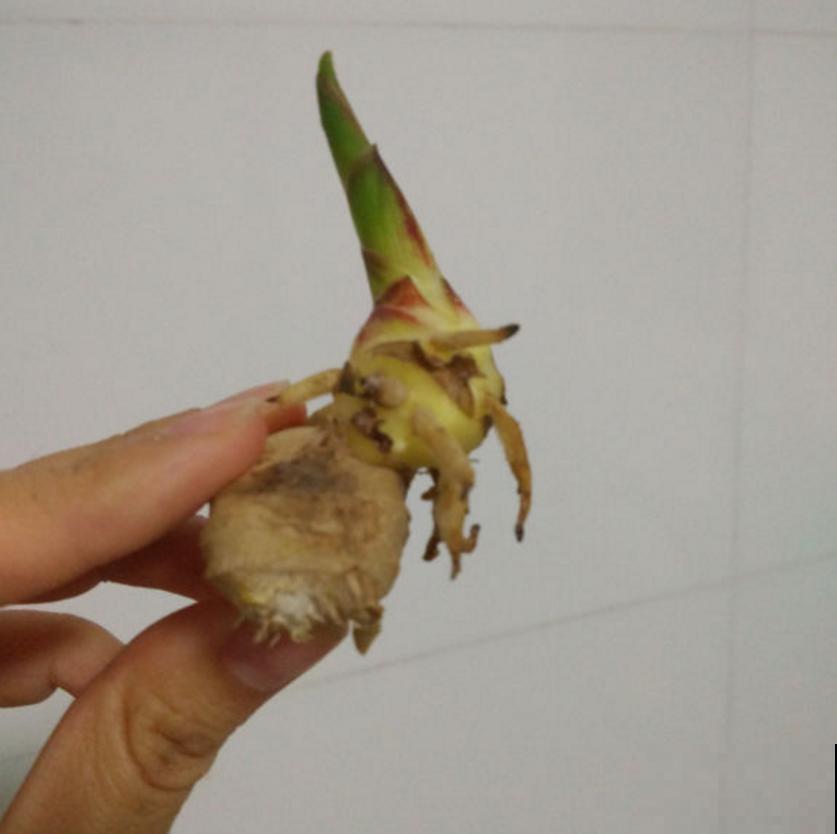 发芽的生姜不要扔，埋到花盆里，叶子绿油油！