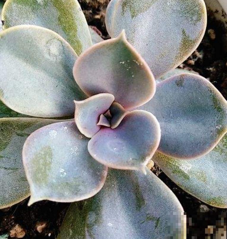 遇到玄灰蝶要小心,赶快防护,泛滥之后让你哭! 遇到玄灰蝶要小心,赶快防护,泛滥之后让你哭!