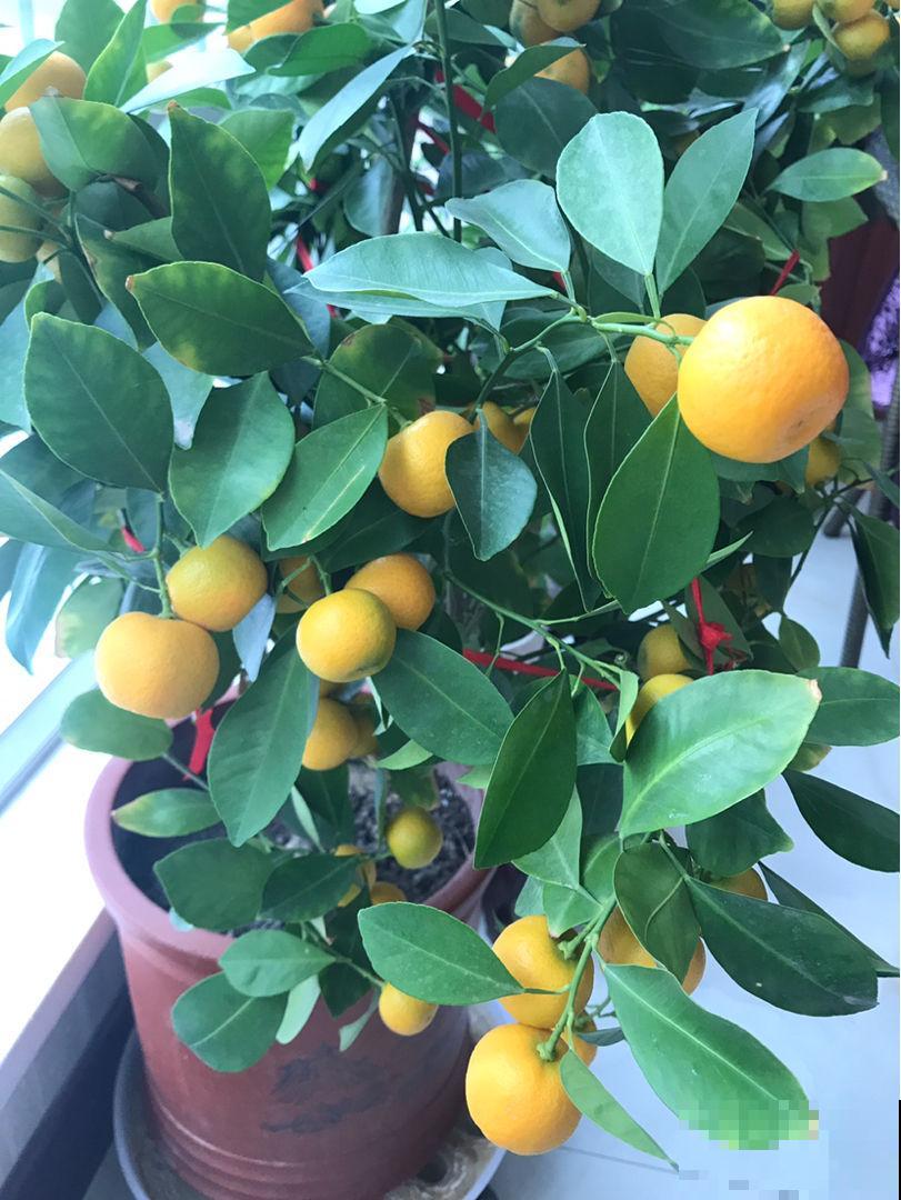 送花要送对,不同花寓意不同,送对了才能财源滚滚 送花要送对,不同花寓意不同,送对了才能财源滚滚