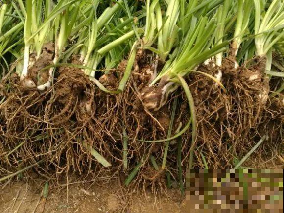 种花赚钱？要是有块地，真的发财了！