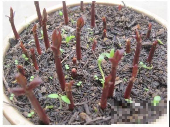 西红柿、玉米……埋土里，7天长成小森林，结出果子一大筐！