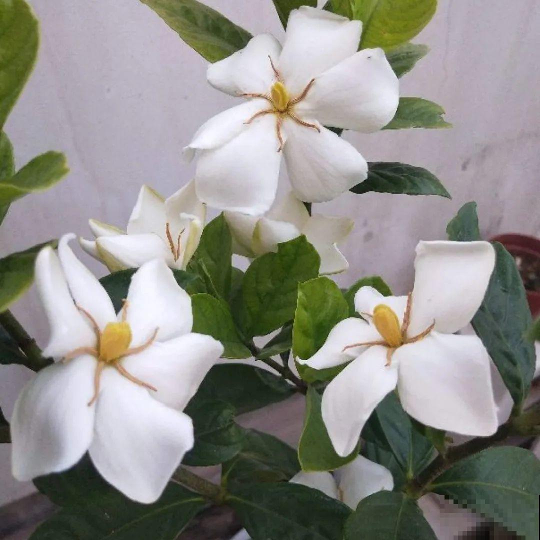 看图猜花名，100道题，测你的养花天分！