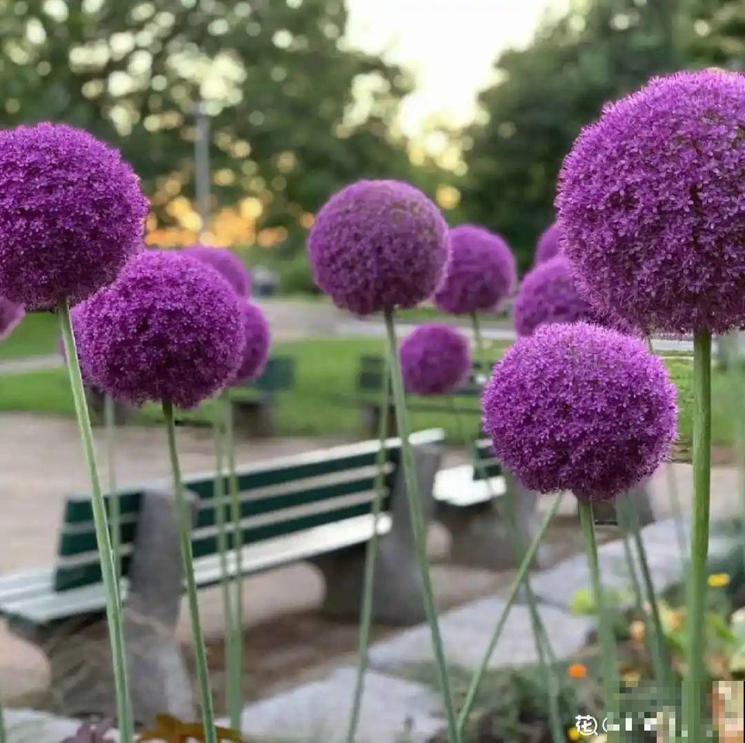 农村养出的“宝藏”花,精致可爱,一点也不土气! 农村养出的“宝藏”花,精致可爱,一点也不土气!