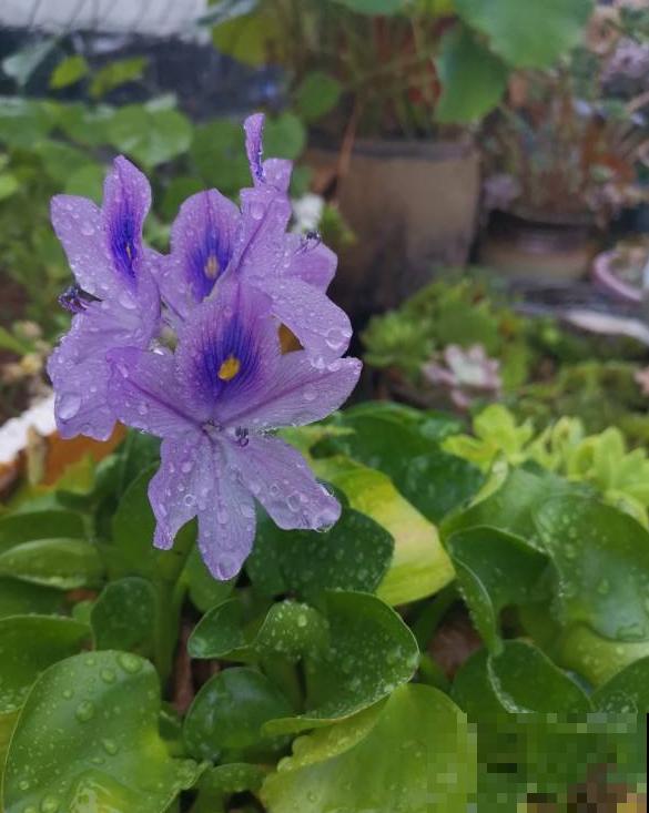 如果你是浇水党，就养这些耐水淹的花，浇多少都没事！