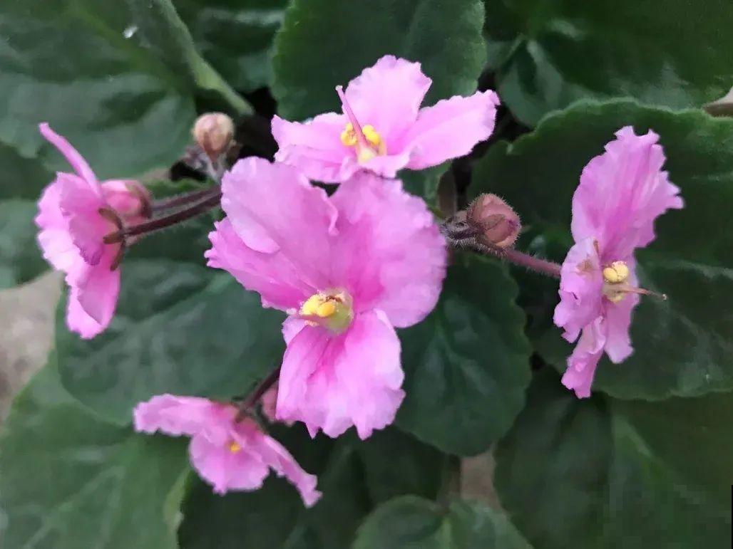 绿萝养腻了,换成非洲紫罗兰,1年有10个月花期! 绿萝养腻了,换成非洲紫罗兰,1年有10个月花期!