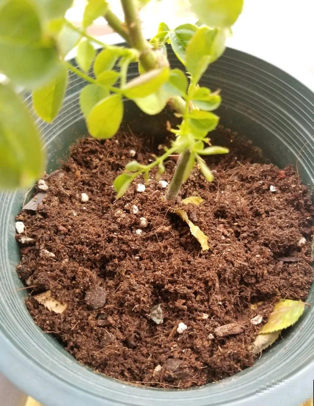 秋凉容易生虫子，月季招来害虫，必须赶紧换盆