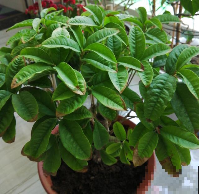 家里养桂花，这4件事不要做，不然叶子掉光光