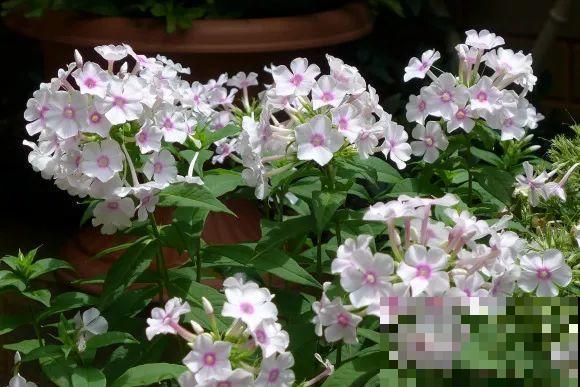 秋天的院子,养点喜欢的花,乐得自在 秋天的院子,养点喜欢的花,乐得自在