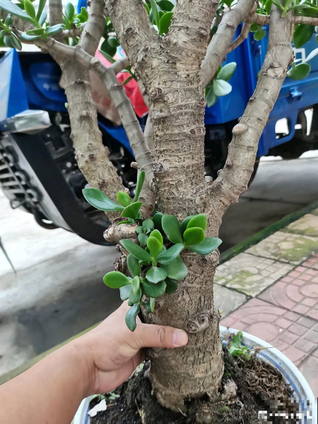 沙漠玫瑰太能长，足足100斤，1个人差点搬不动！