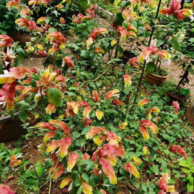 虾衣花不用买,在家就能繁殖,方法多样,总有一种适合你! 虾衣花不用买,在家就能繁殖,方法多样,总有一种适合你!