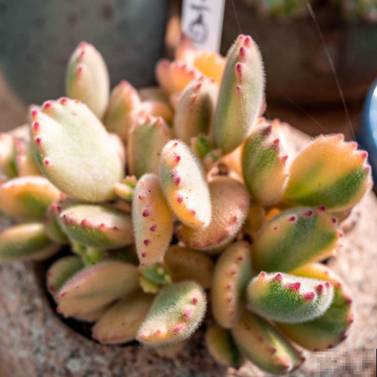 养这5种可爱绿植,毛茸茸的,绿植界萌宠担当! 养这5种可爱绿植,毛茸茸的,绿植界萌宠担当!