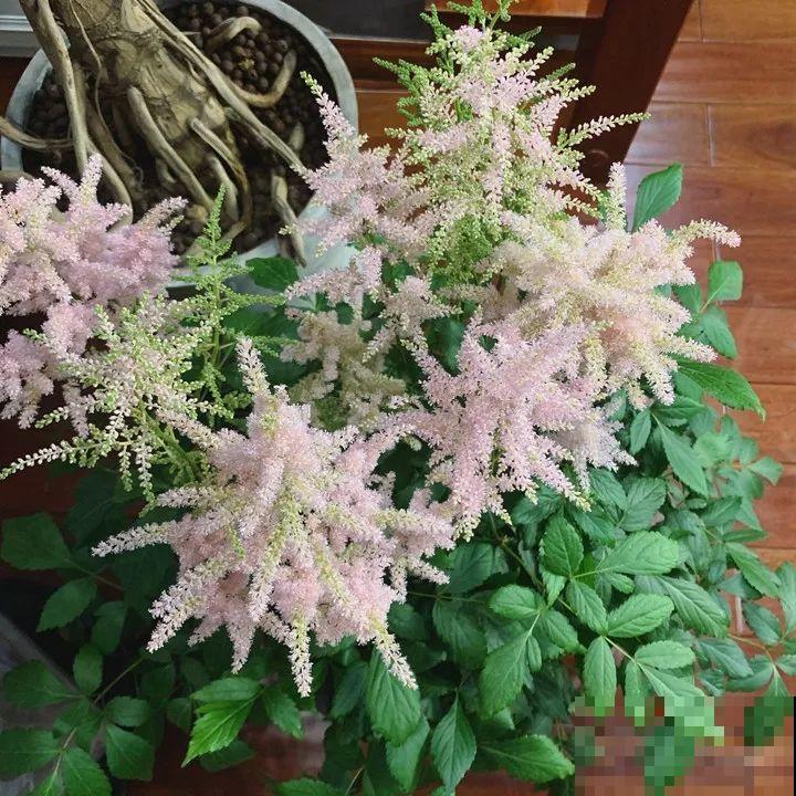 10种耐阴花，放在角落里，开花长成大树！