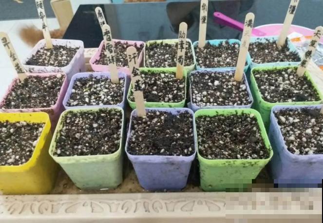 现在是播种最佳时期,种多少活多少,从秋开到春! 现在是播种最佳时期,种多少活多少,从秋开到春!