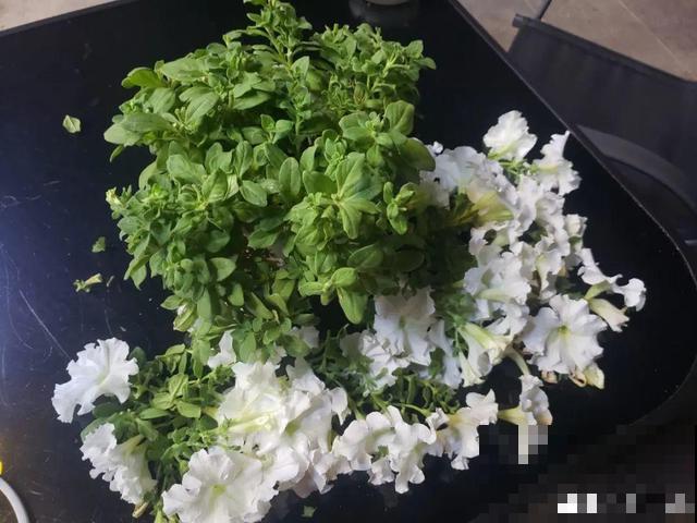 8种花要舍得掐,才能越长越旺盛 8种花要舍得掐,才能越长越旺盛