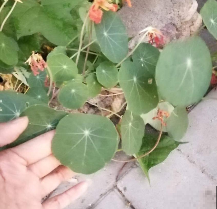 秋天快养旱金莲，花期特长，一年开三季！