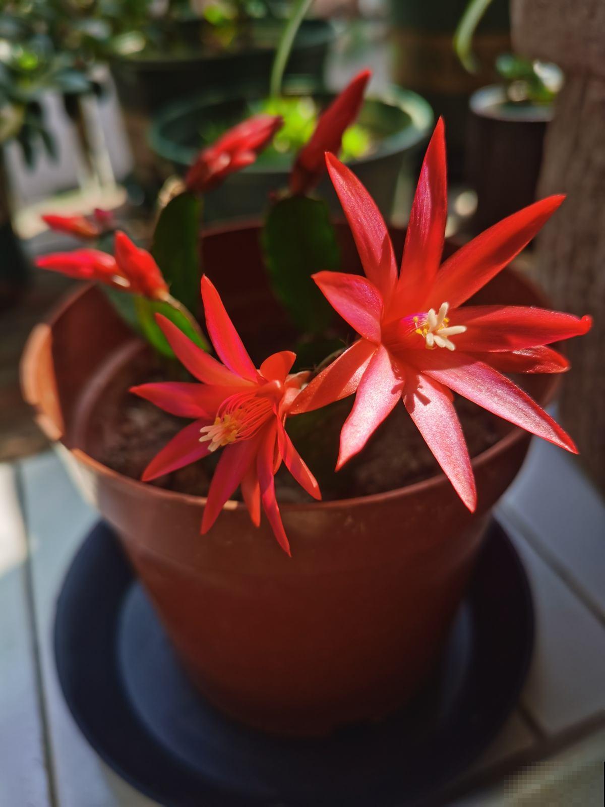 蟹爪兰秋天睡醒了，趁便宜赶紧入手，冬天就能爆满盆