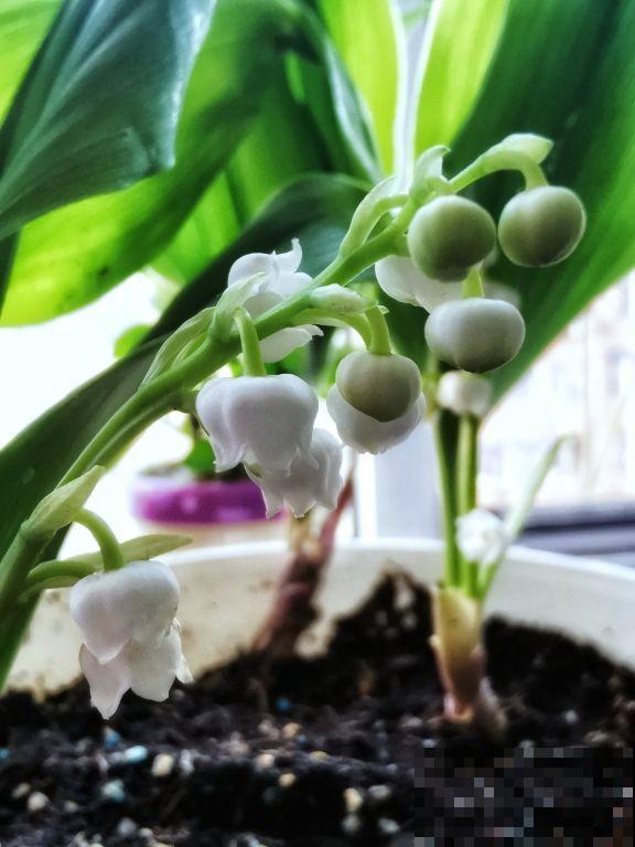 开花像铃铛的铃兰,耐寒能力超强,冬天也能养 开花像铃铛的铃兰,耐寒能力超强,冬天也能养