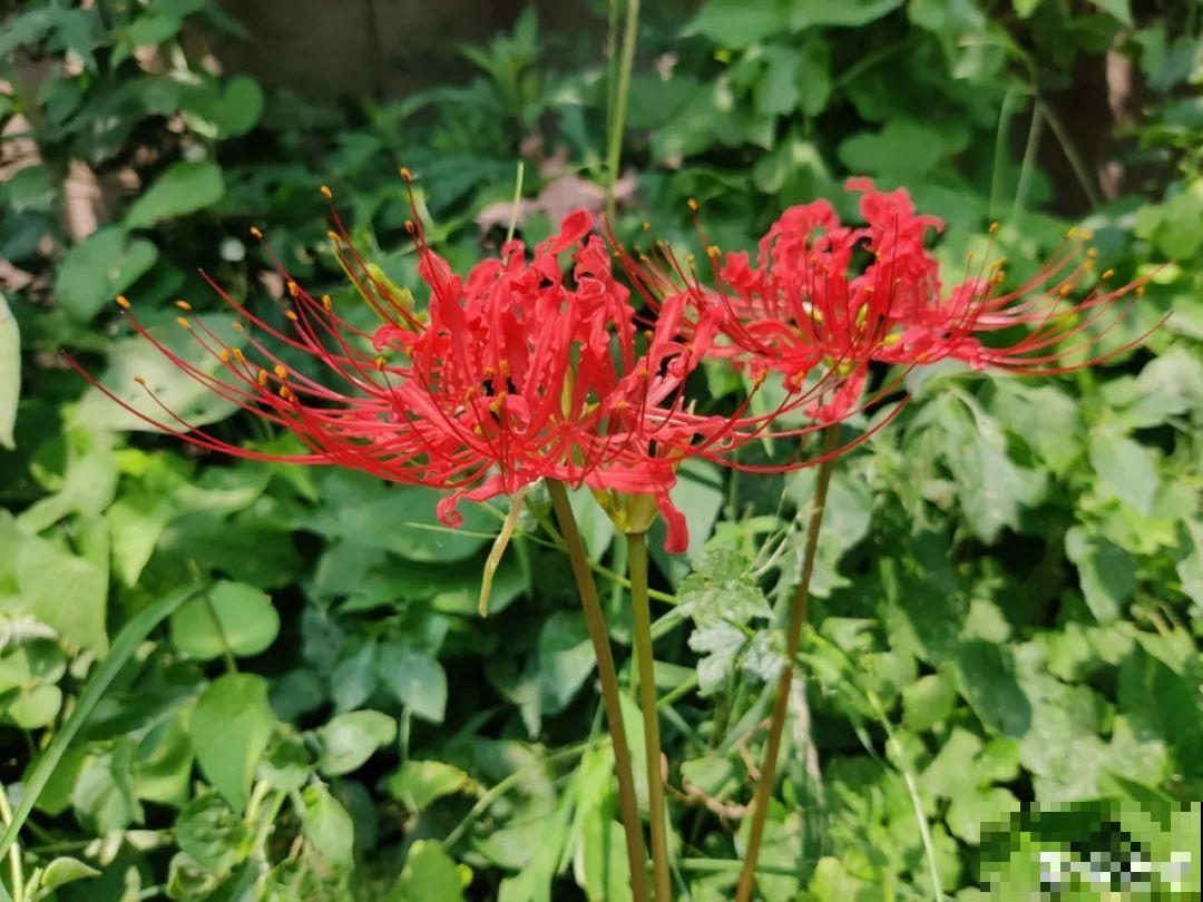 9月生日花，又美又香，寓意极好！