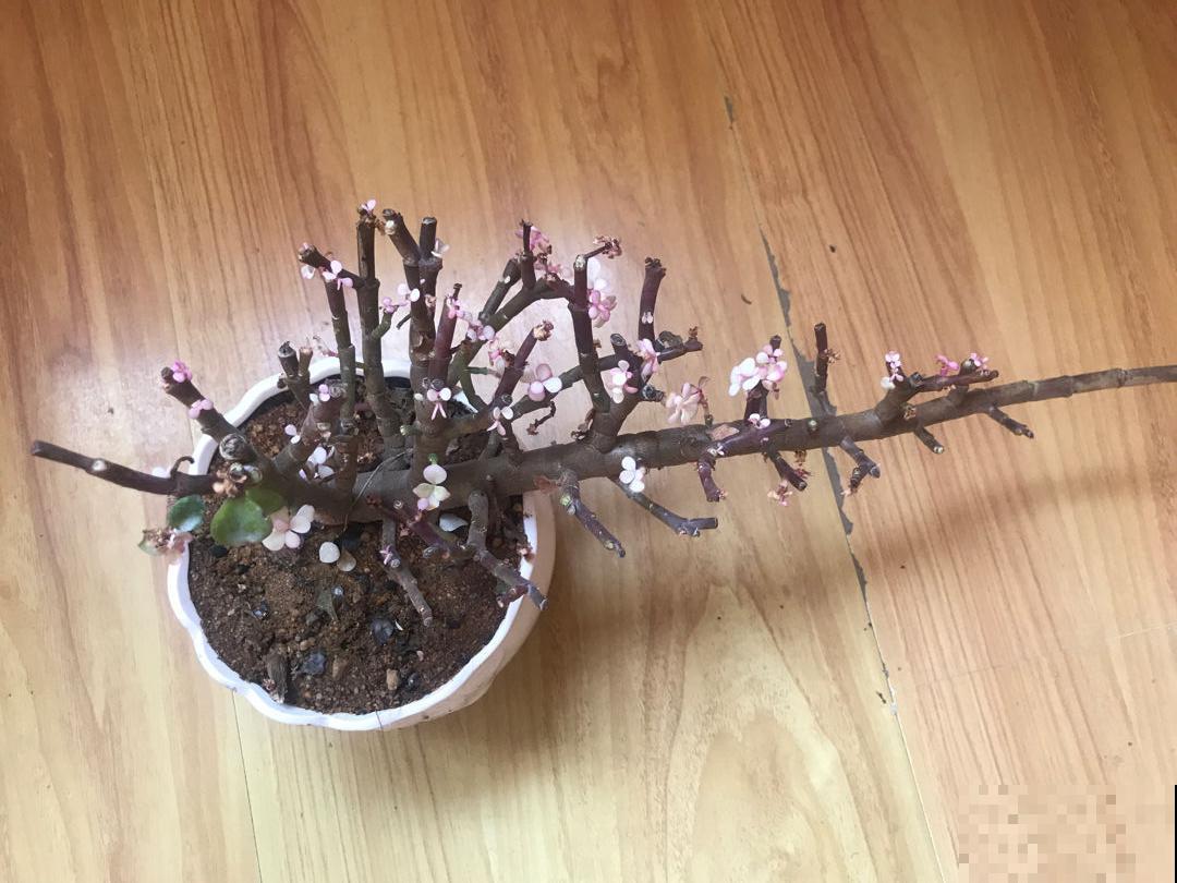 公认难养的花,养一盆死一盆,从来没有养活过! 公认难养的花,养一盆死一盆,从来没有养活过!